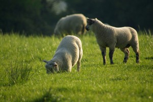 moutons non contentin, photo