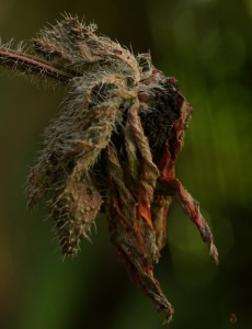 nature morte