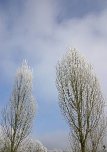 arbres