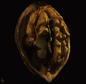 autopsie d' une noix, photo